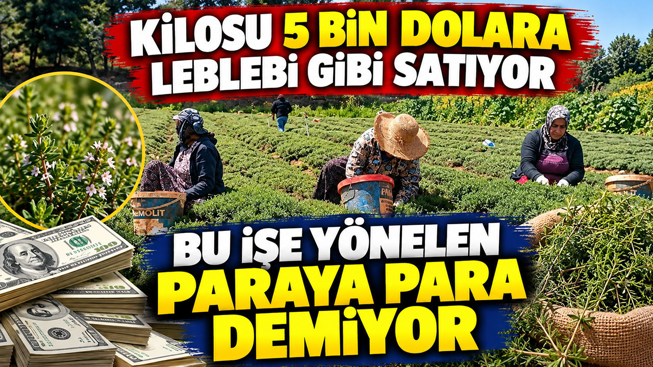 Kilosu 5 bin dolara leblebi gibi satıyor: Bu hasadı yapan paraya para demiyor